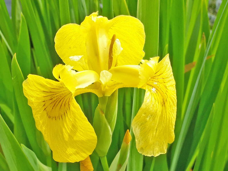 Iris pseudoacorus - gelbe Schwertlilie